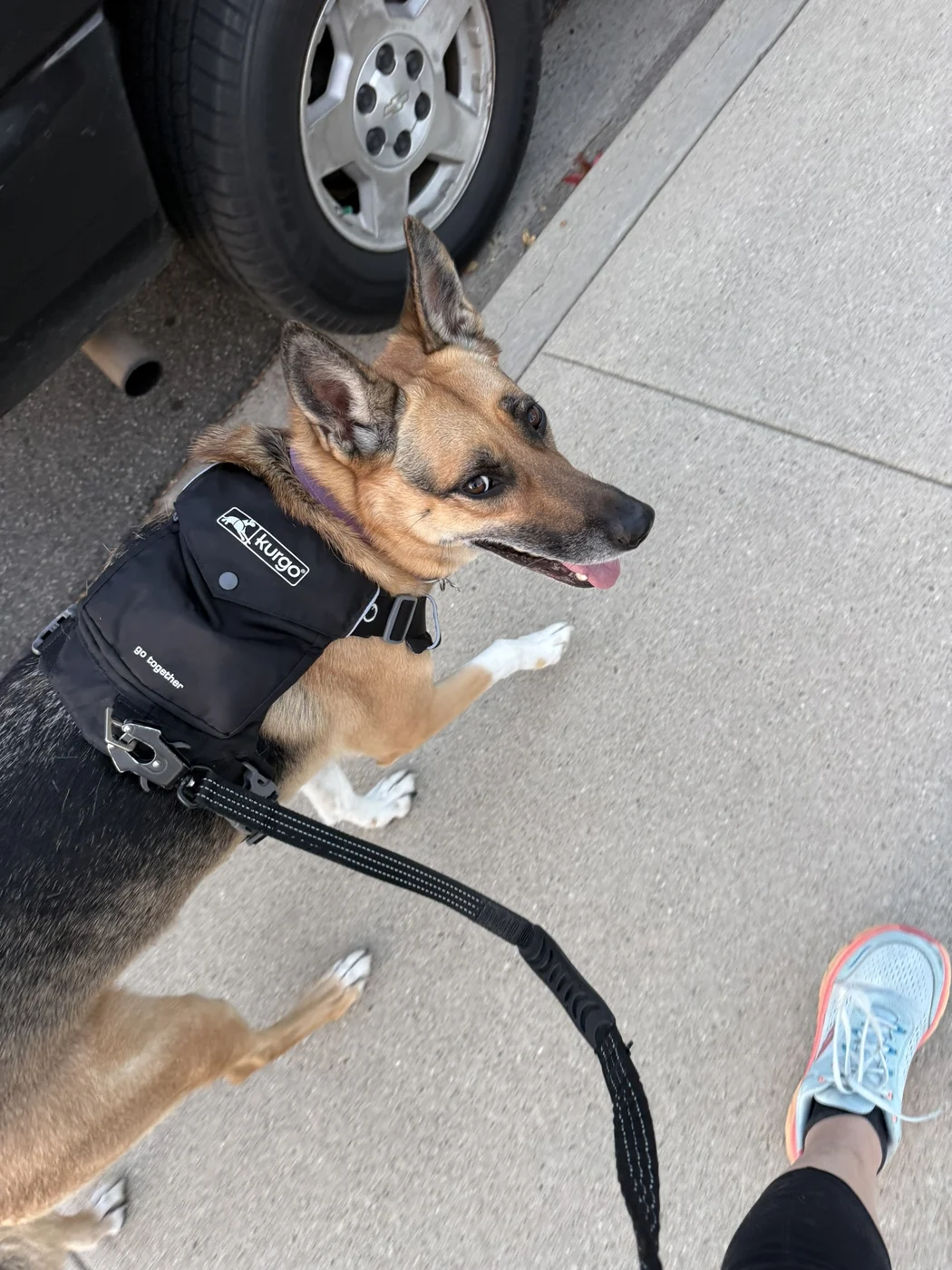 A dog in a harness enjoying a neighborhood walk