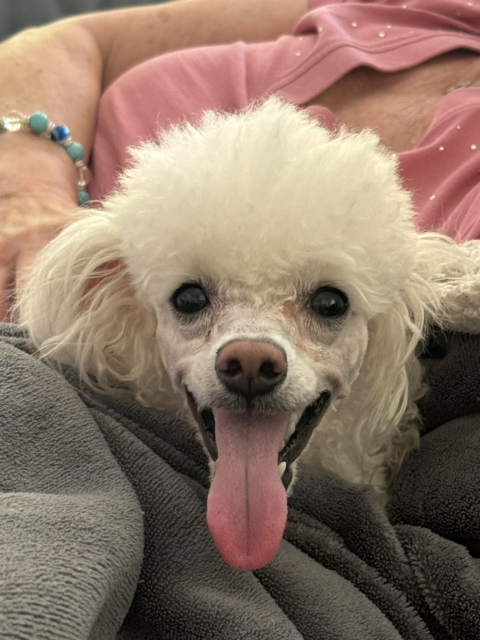 A dog resting during an in-home stay
