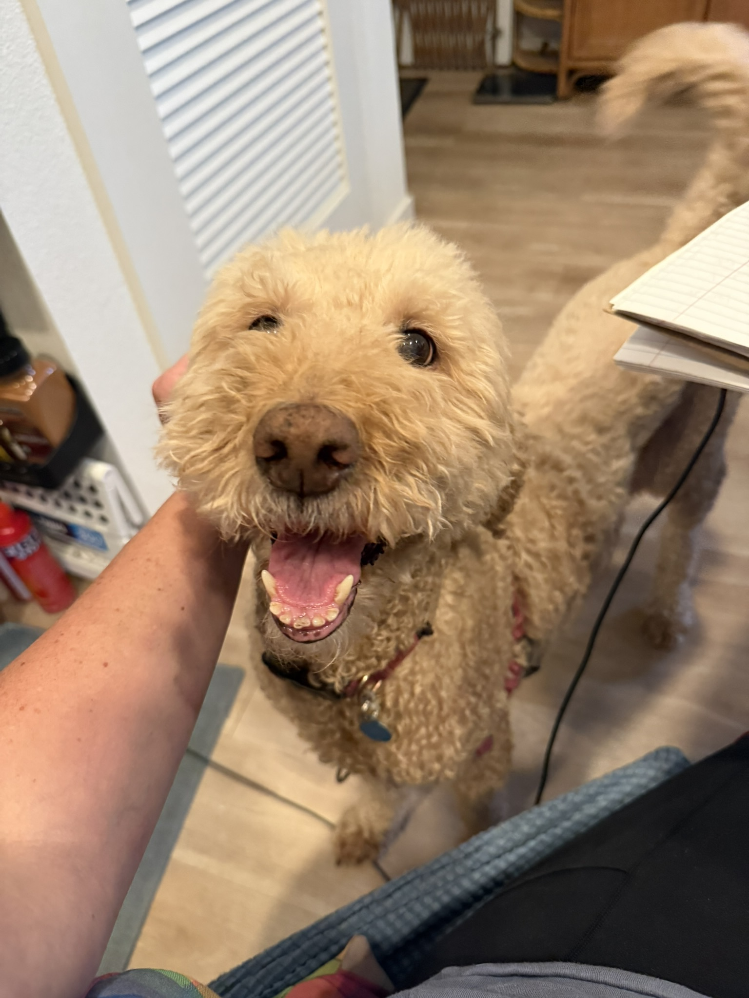 A happy doodle enjoying attention