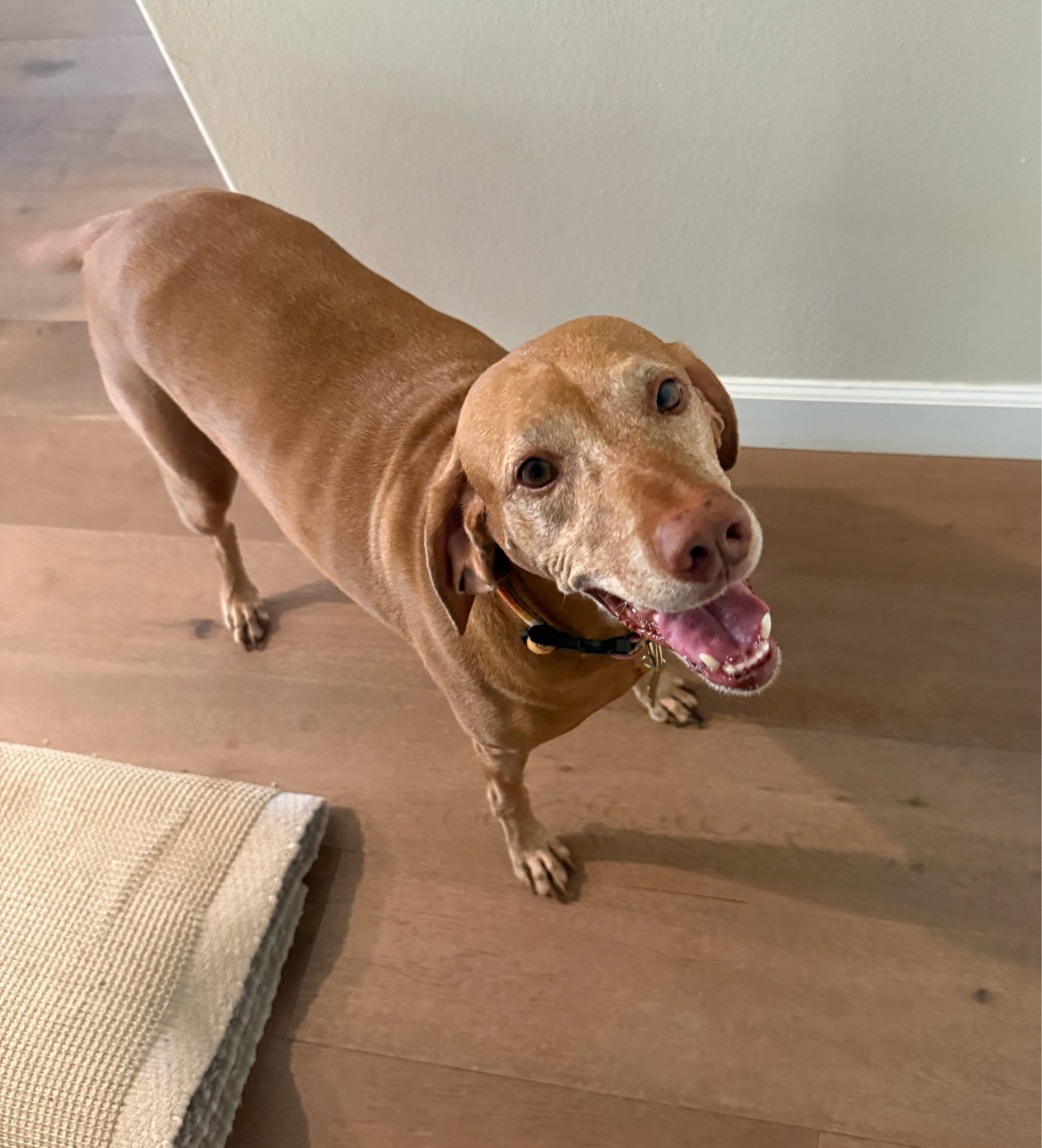 Lexi during a cared-for day