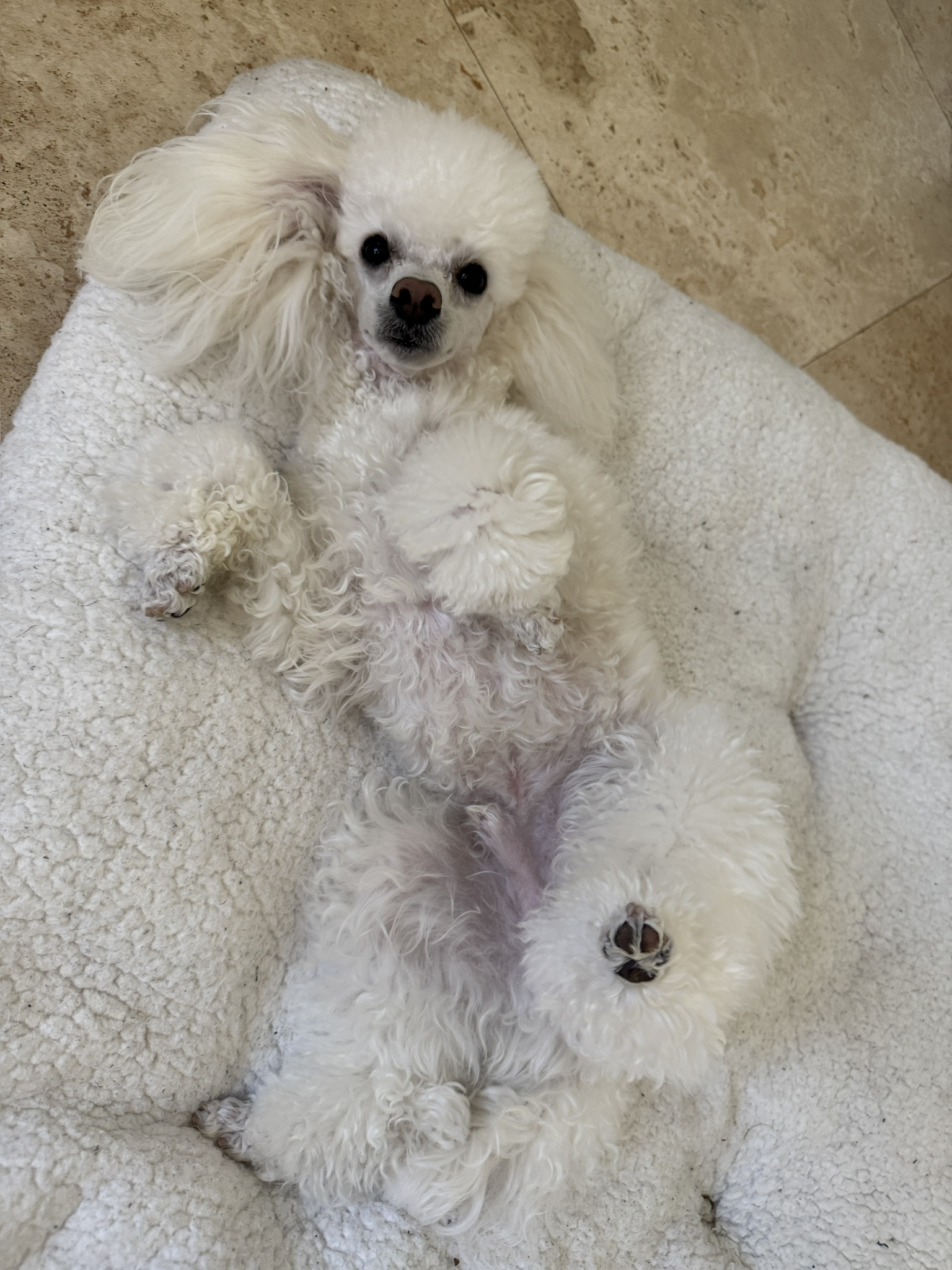 Remy relaxing comfortably at home