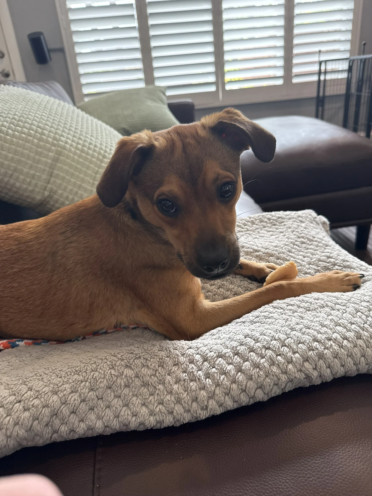 Walter relaxing on a soft blanket at home
