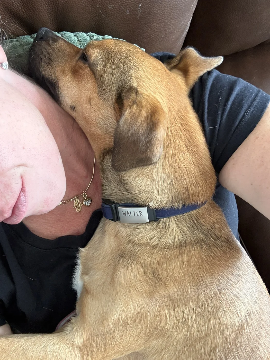 Walter snoozing close to his sitter on the couch